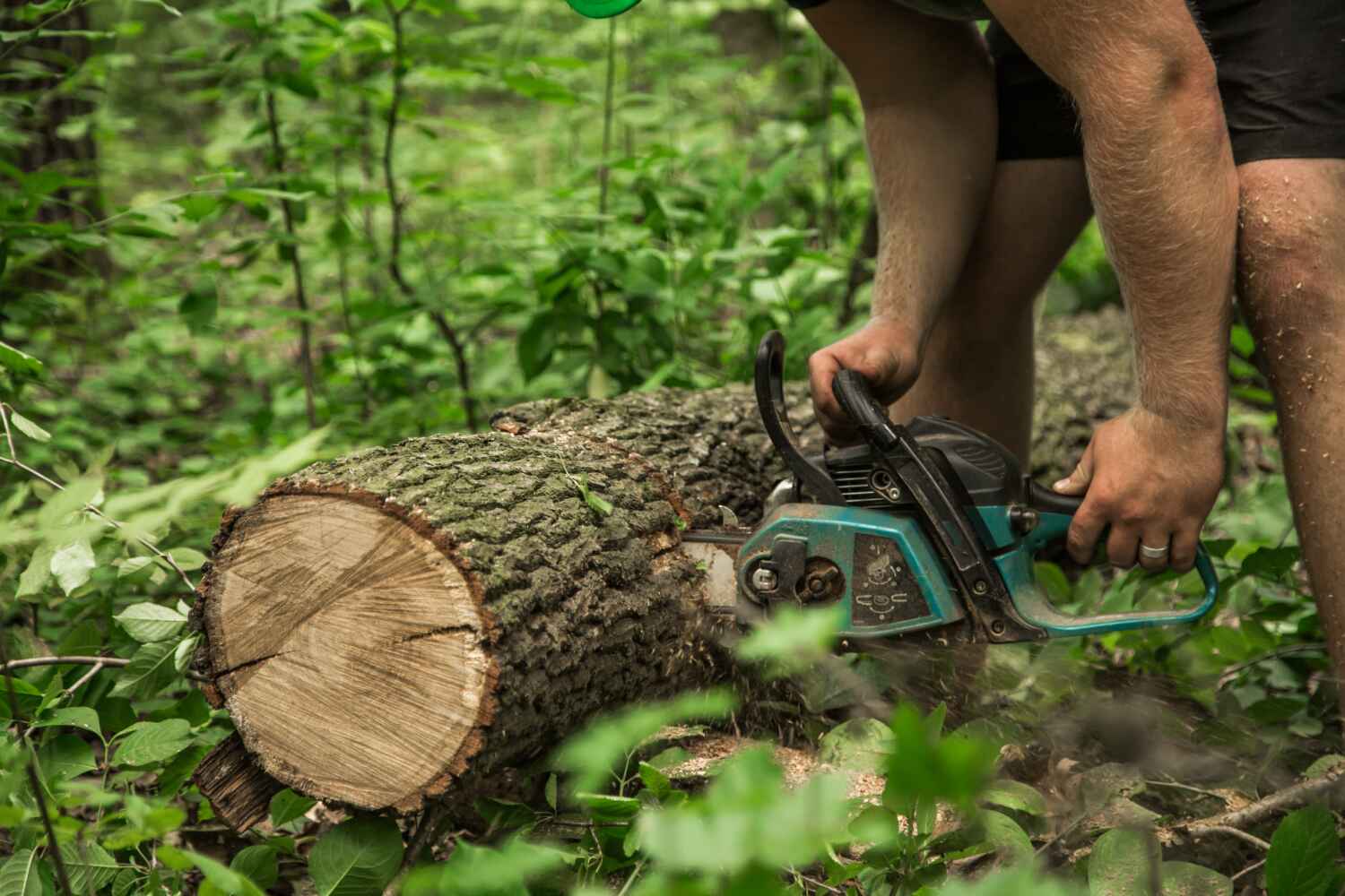 Best Tree Pruning Services  in Quinnipiac University, CT